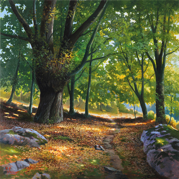 Luce nel bosco