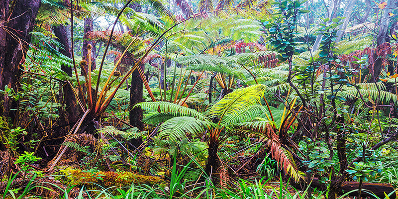 Palm and fern forest, Hawaii (detail)
