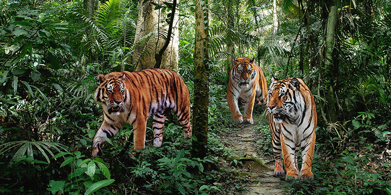 Bengal Tigers (detail)