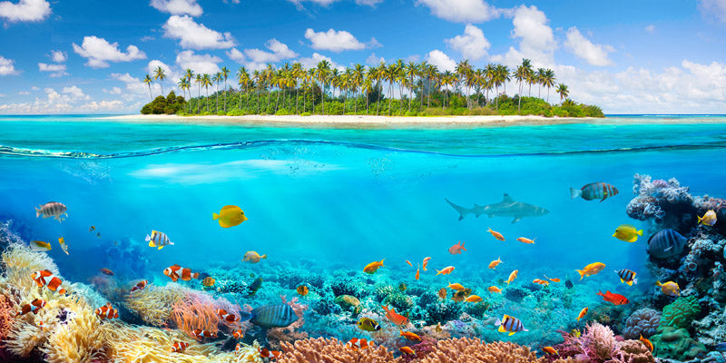 The Coral Reef