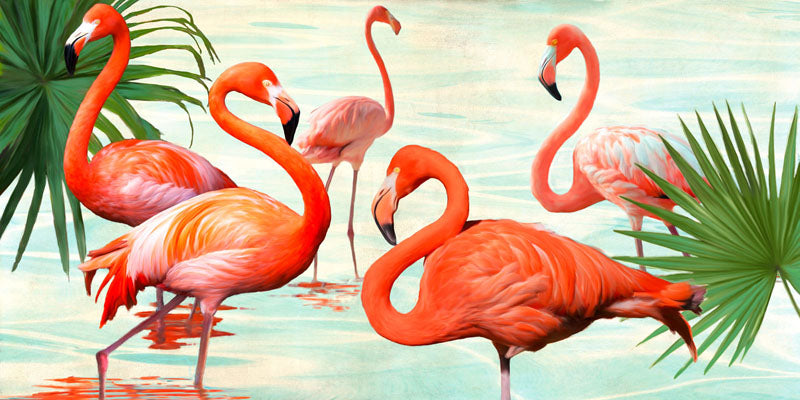Flamingos