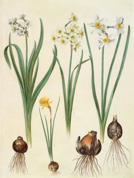 Narcissus