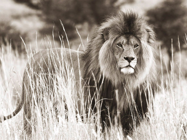 Male lion