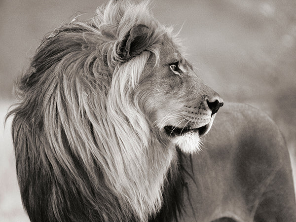 Male lion, Namibia (BW)