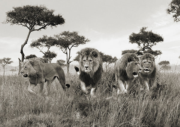Brothers, Masai Mara, Kenya