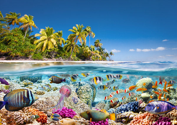 Underwater life