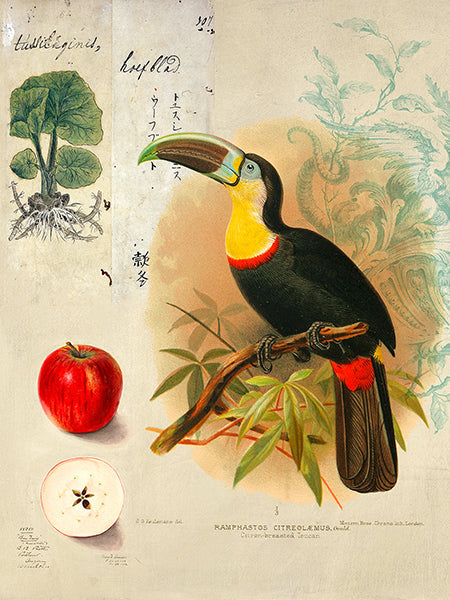 Cabinet of Curiosities n. 4