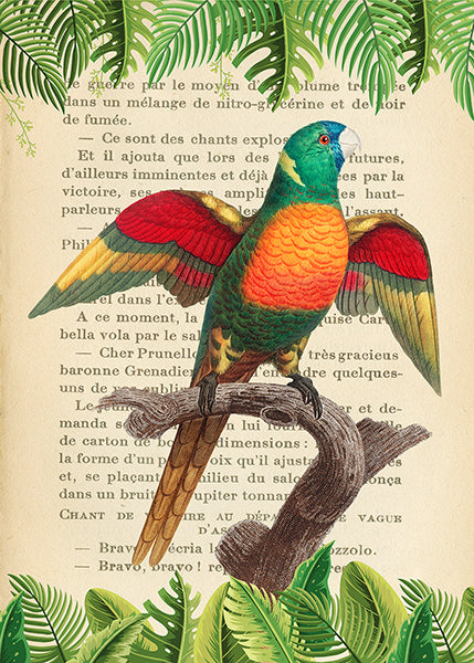The Blue-Headed Parrot, After Levaillant
