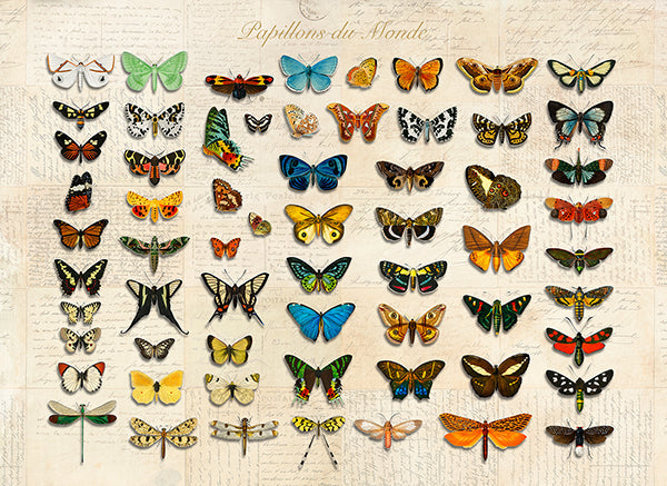 Papillons du Monde, After D'Orbigny