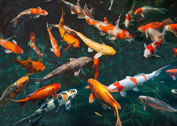 Pond with Koi-Fish