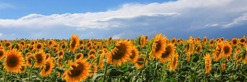Girasoli in Val D'Orcia