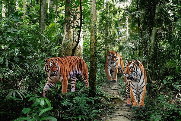 Bengal Tigers Pangea Images