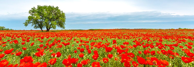 Tree In A Poppy Field Anonymous