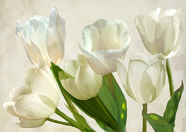 White Tulips