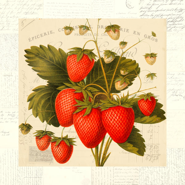 Fraises