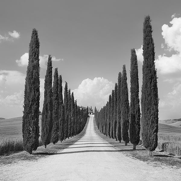 Cypress alley, San Quirico d'Orcia, Tuscany (detail)