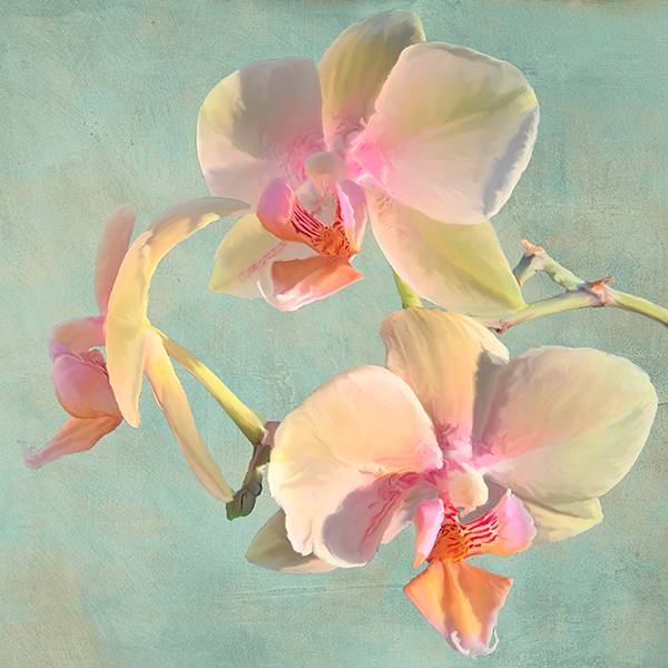 Jewel Orchids I