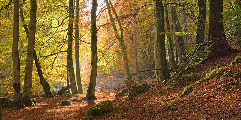 Autumn beech woods, Birks o'Aberfeldy