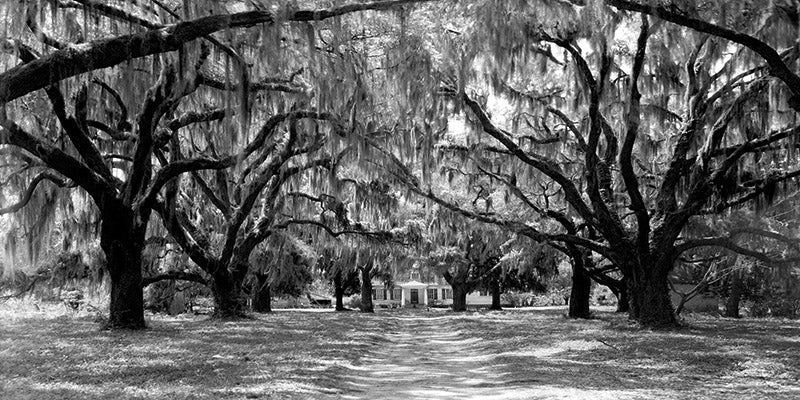 Avenue of oaks, South Carolina