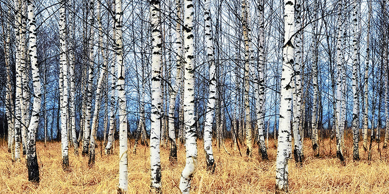 Birch grove in autumn