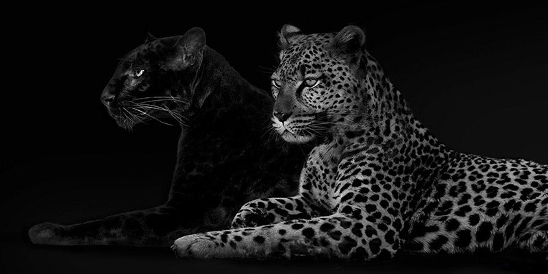Brotherhood