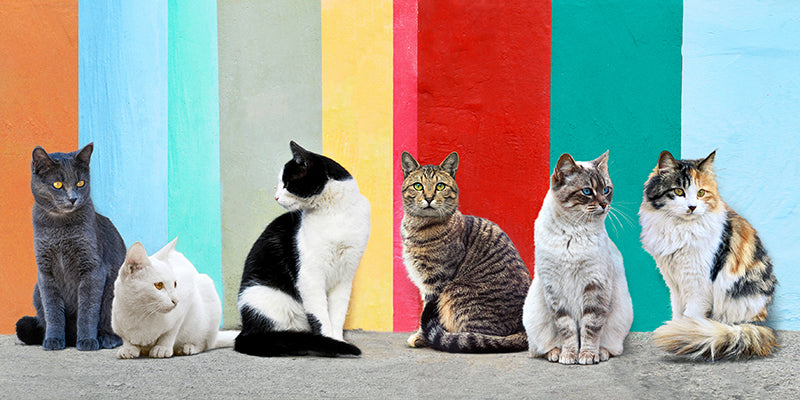 Cats in the Sun