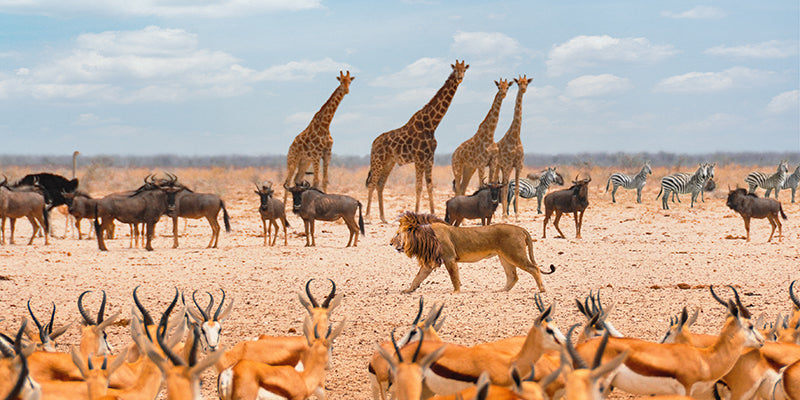Sovereign passing by (Masai Mara)