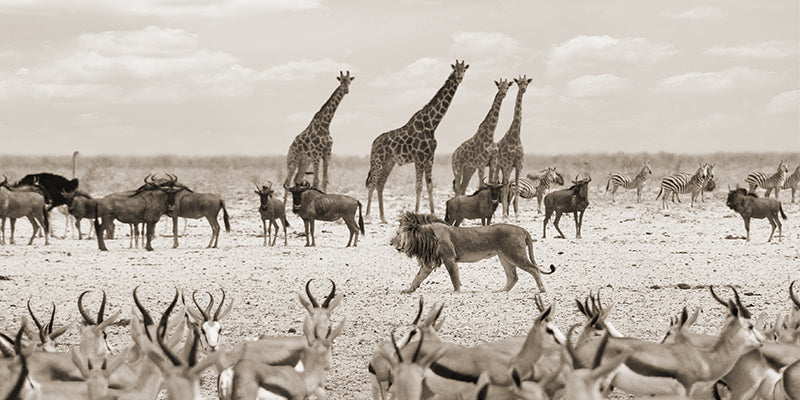 Sovereign passing by (Masai Mara, BW)