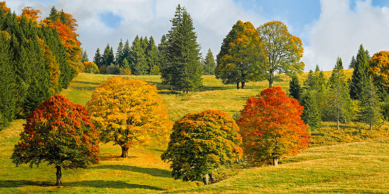 Autumn in Quebec