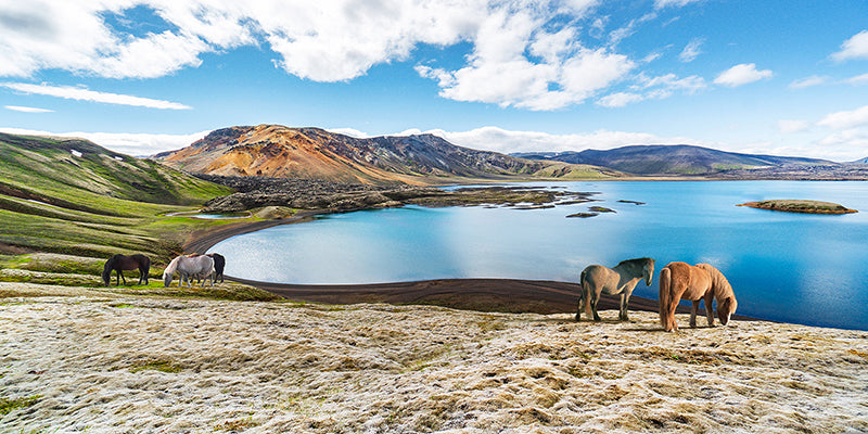 Wild Horses by a Lake, Iceland