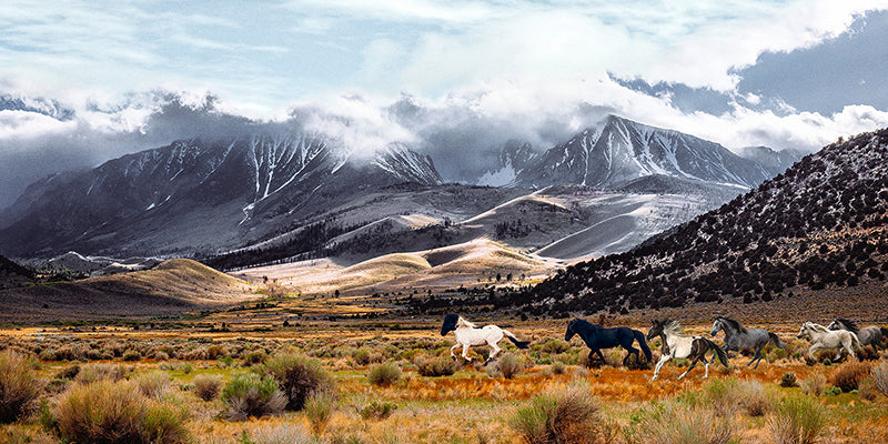 Wild Horses, Mono Lake Natural Reserve, California