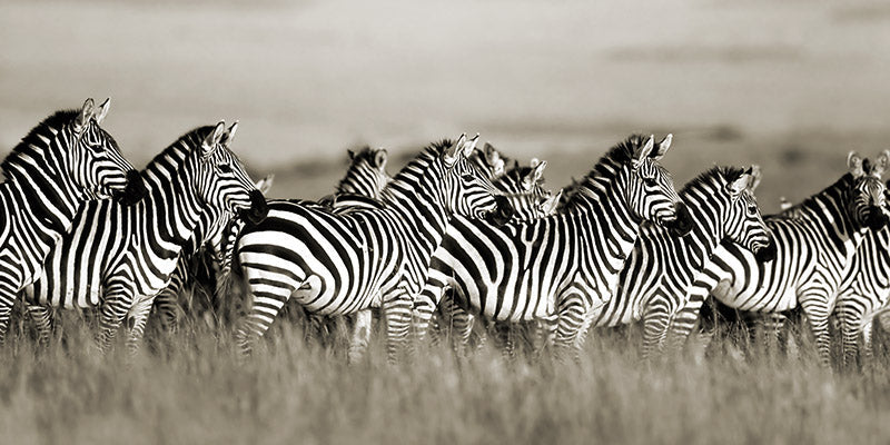 Grant's zebra, Masai Mara, Kenya