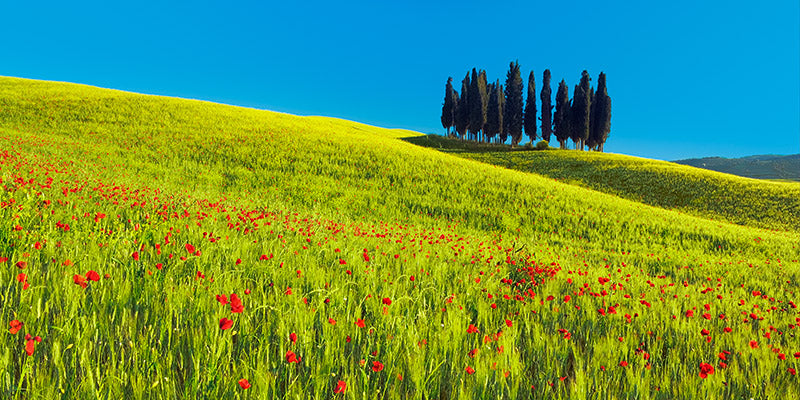 Cypress and corn field, Tuscany, Italy