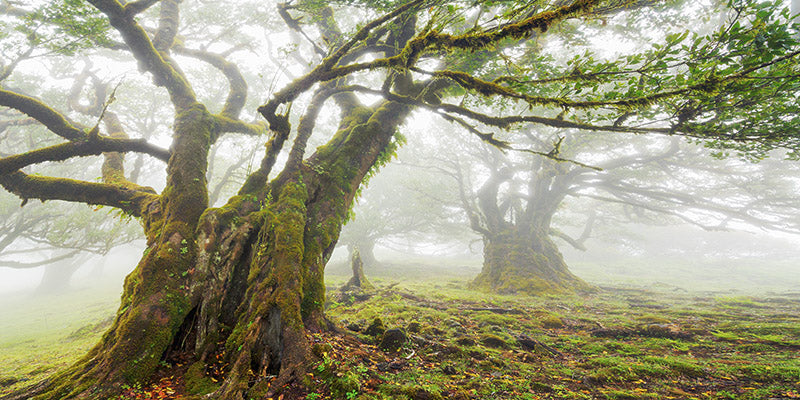 Laurel forest in fog, Madeira, Portugal