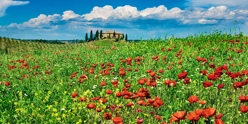 Farm house with cypresses and poppies, Tuscany, Italy