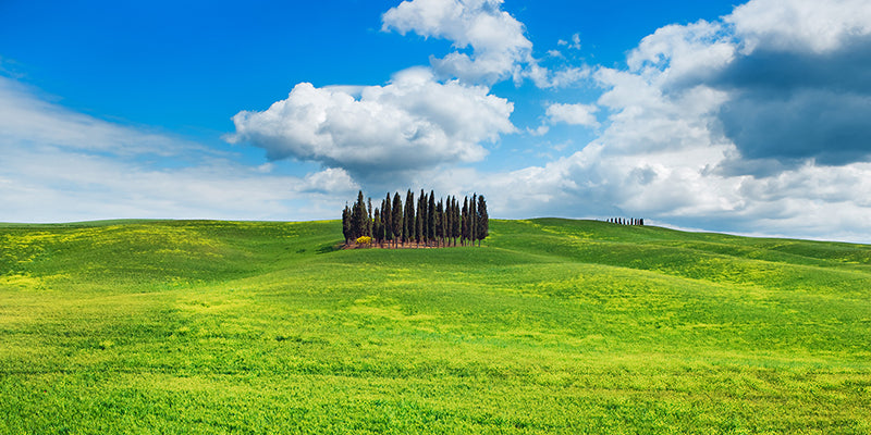 Cypresses, Val d'Orcia, Tuscany (detail)