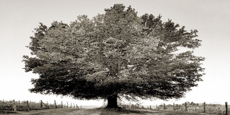 Un secolo di tramonti (BW)