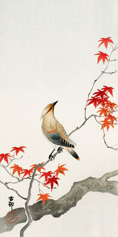 Japanese Jay on Maple