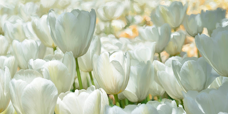 Field of White Tulips