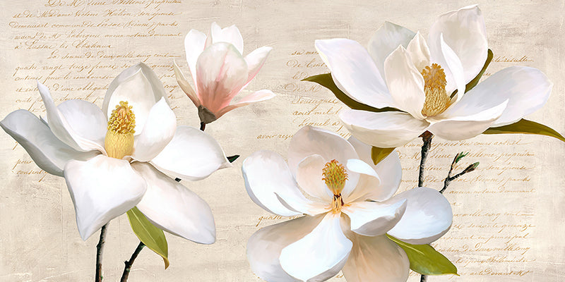 Ivory Magnolia