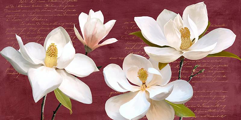 Burgundy Magnolia