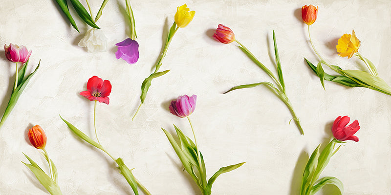 Cut Tulips