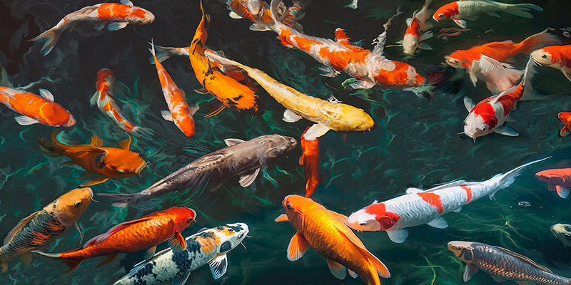 Pond with Koi-Fish (detail)