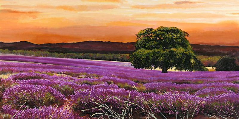 Campo di lavanda