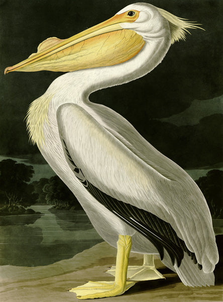 American White Pelican