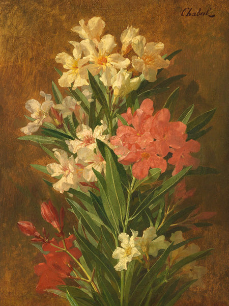 Rot und weiß blühender Oleander