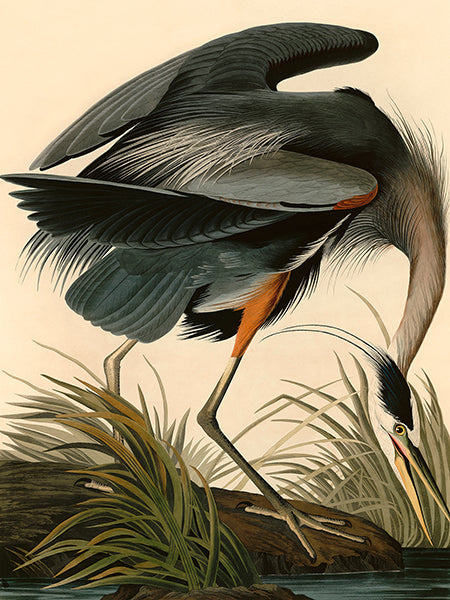 Great Blue Heron