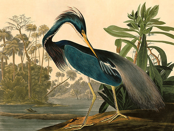 Louisiana Heron