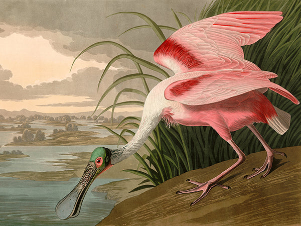 Roseate Spoonbill