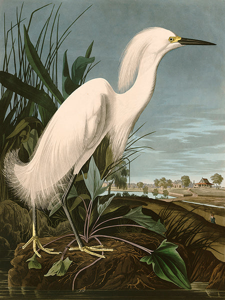 Snowy Heron or White Egret